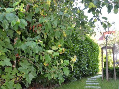 RiedbergImmobilien_freistehendes_Einfamilienhaus_Quartier_Schoene_Aussicht_Garten1